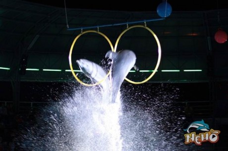 Романтическое ночное шоу в дельфинарии «Немо»