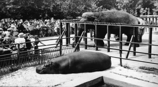 Киевский зоопарк: любовь к животным прививают с детства