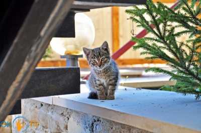 дом посуточно - Яблоница, 16 - фото 8